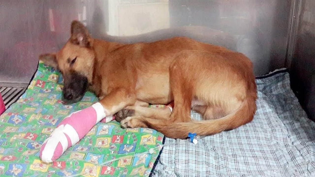 Dog with legs chopped off tries new prosthetics YouTube