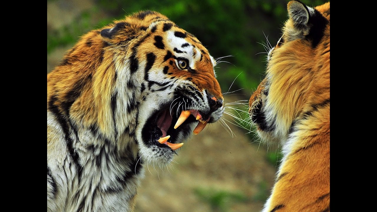 Whats Happening Here|Wild Animals Gone Crazy|Unbelievable Animal Fight ...