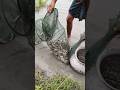 একটা চায়না চাই মাছ দিয়ে নৌকা ভরে ফেললো।#shorts #fishing #viral #trending
