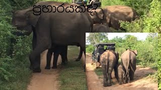 How to aggressively attack a vehicle🙄#elephant #wildlife #attack #funnyvideo #video #viral #life