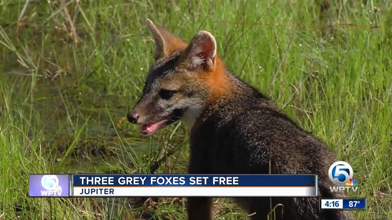 vero beach weather Foxes, heron released