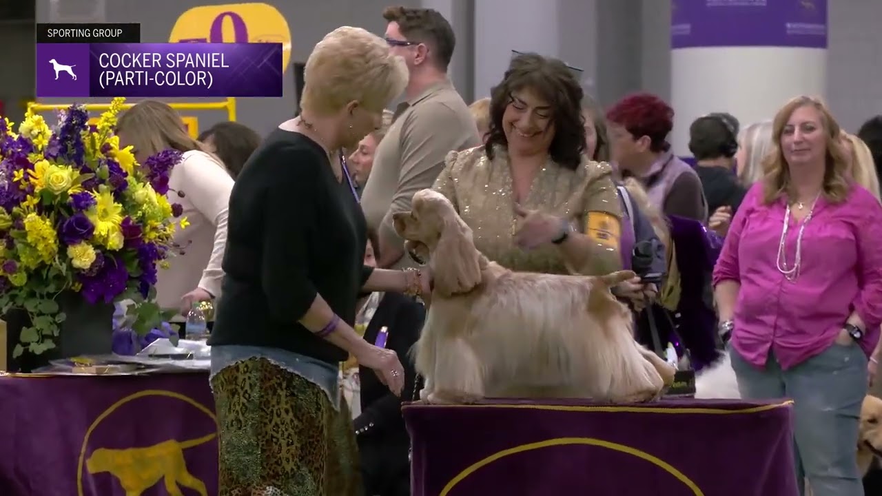 Spaniels (Cocker) Parti Color | Breed Judging 2025
