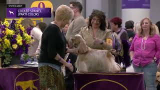 Spaniels (Cocker) Parti Color | Breed Judging 2025