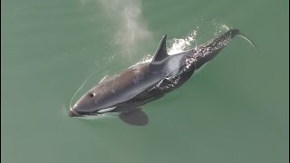 Orca Kill in Alaska