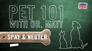 Pet 101: Spay or Neuter Your Pets