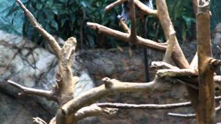 Monkeys in the Bronx Zoo