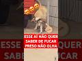 OLHA ELE TIRANDO A COLEIRA E SAINDO FORA