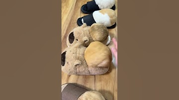 Thumbnail of Guinea pigs have grown inside slippers. Oops slippers have not washed guinea pigs for a long tim