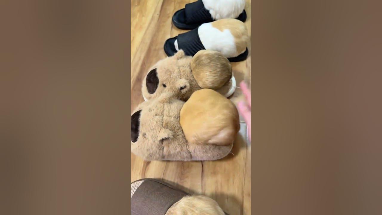 Guinea pigs have grown inside slippers. Oops slippers have not washed guinea pigs for a long tim
