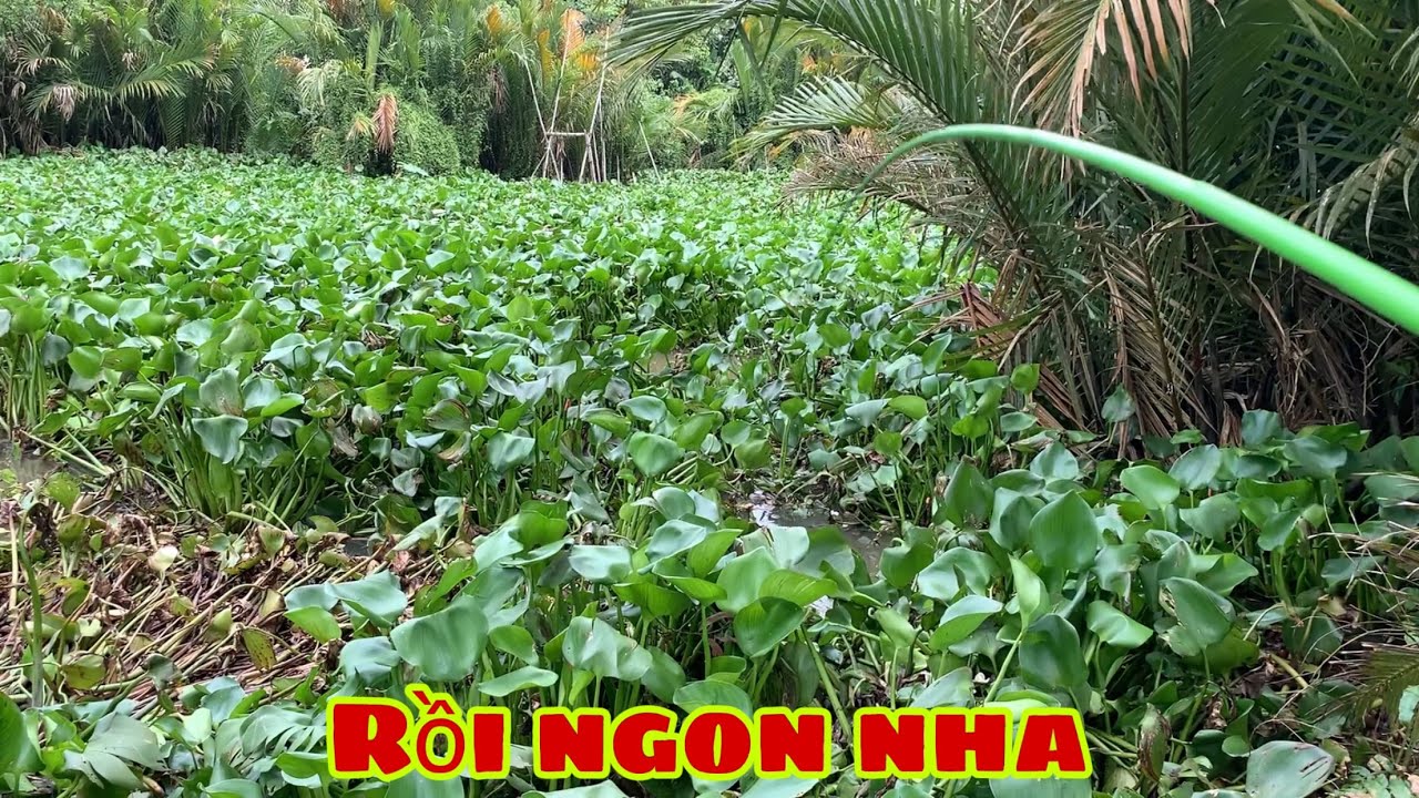 Câu Cá Tra Sông | Câu Cá Ổ Là Dễ Dính Lắm Đủ Loại Luôn | Fishing Miền Tây