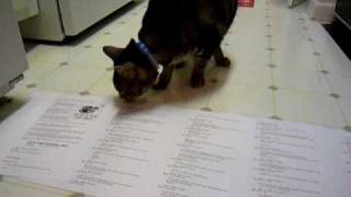 Pimp Picks The Winner For Yourdailycute