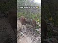 #wildliferescue #experiment #babyanimal #animalrescue #viralvideo