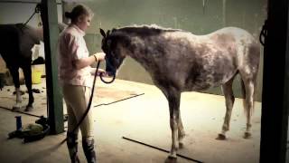 Untacking a horse in 8 seconds