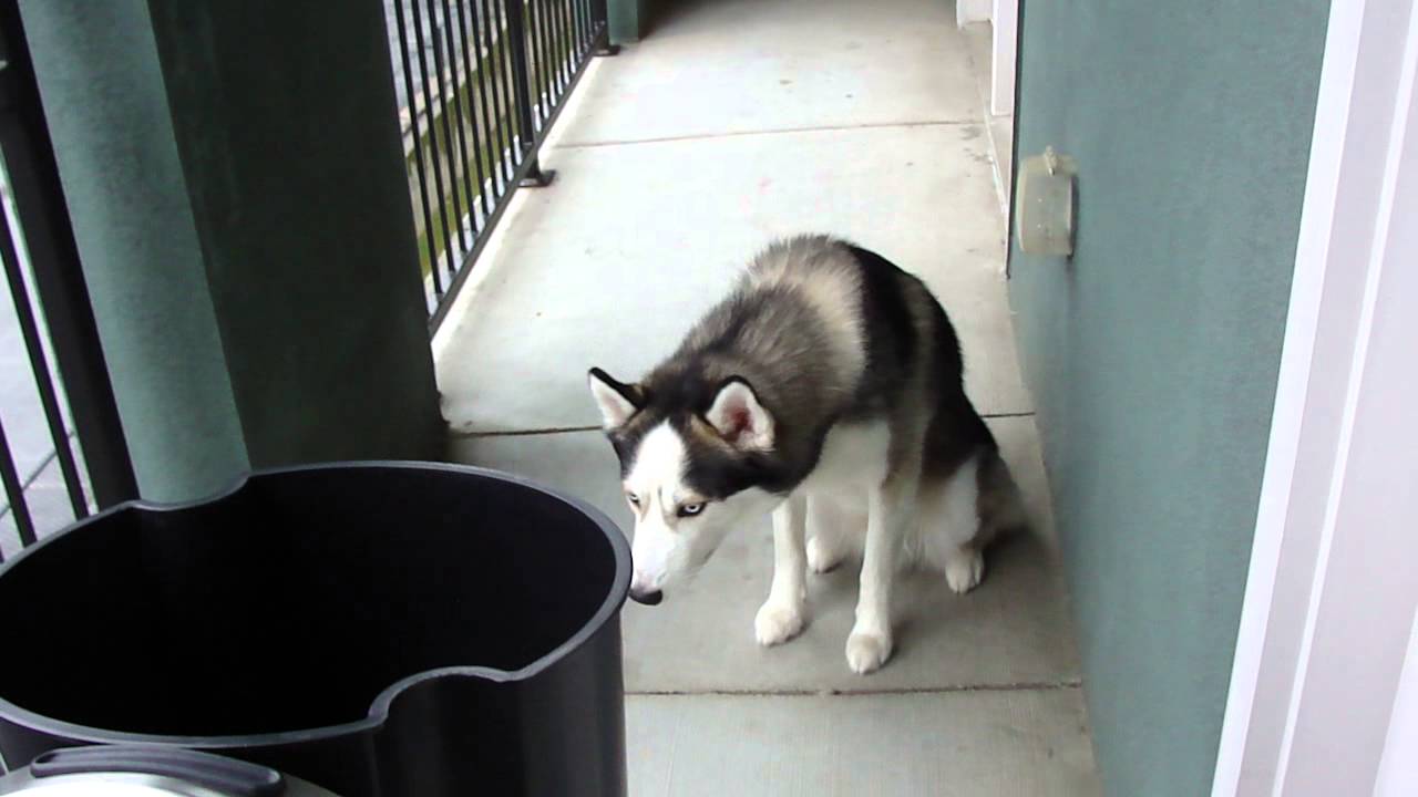 Resultado de imagen para husky fearful