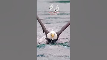 #تلاوة_مؤثرة #تلاوة_خاشعة #تلاوة_هادئة #تلاوة_نادرة_لاول_مرة #تلاوة #تلاوة_القرآن #ادريس_ابكر