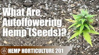 Growing with Autoflowering Hemp Seeds