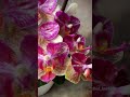 Phal. Chi Yueh Kaleidoscope 🌸 Цветение двух орхидей мультифлор в групповой посадке 👯‍♀️