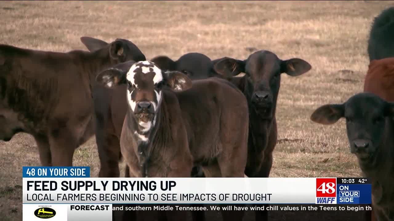 Cattle farmers facing fallout of this year's drought - YouTube