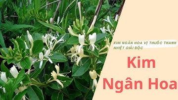 Kim ngân hoa vị thuốc thanh nhiệt giải độc tuyệt vời