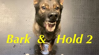 How to Teach Bark & Hold 2