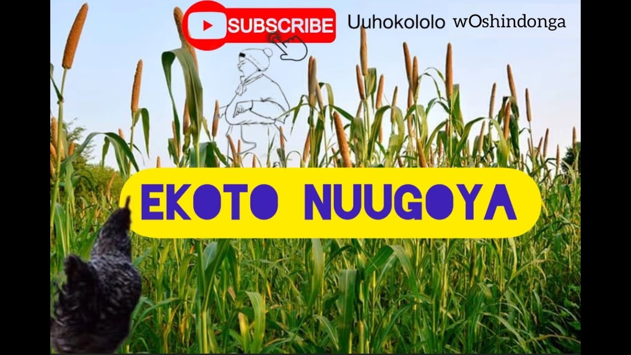 Oshindonga-Uuhokololo (Ekoto nuugoya) C4