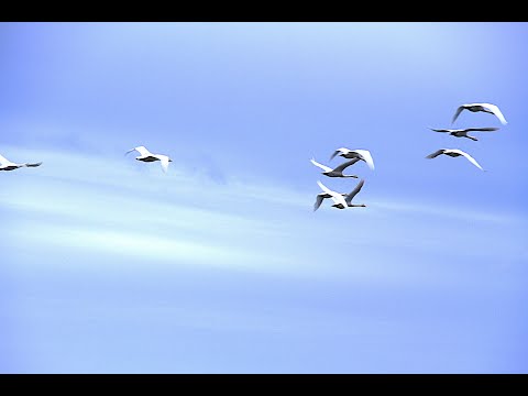 瓢湖で白鳥の飛来数が一千羽超に - YouTube