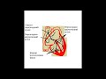 Серцева м&#39;язова тканина. Гістологія