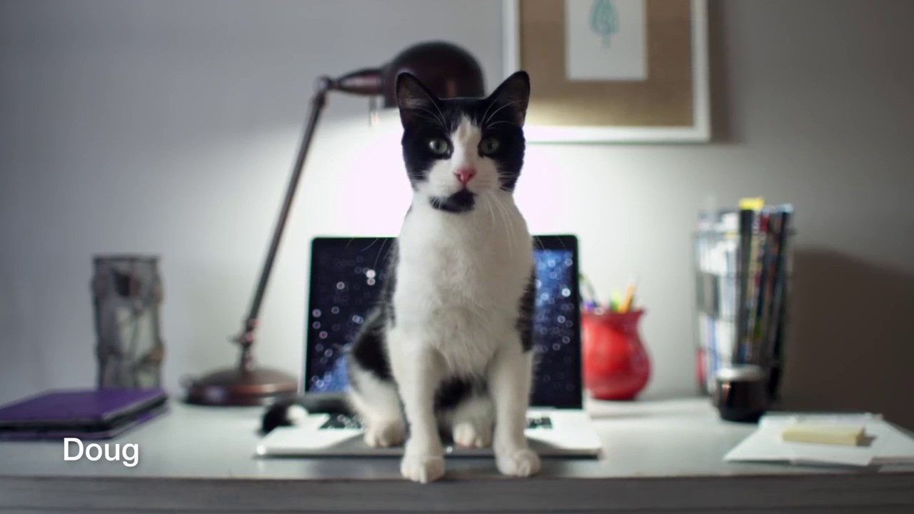 Catspiracy The PetSafe ScoopFree Litter Box YouTube