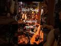 Bird Song out this Friday!!
