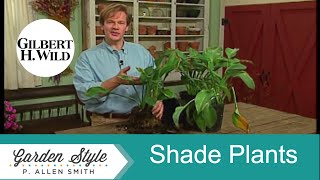 Cultivo de plantas de sombra Estilo de jardim 415