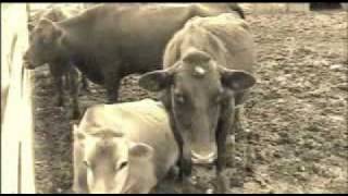 The Bloody Rage of Bigfoot - Barnyard Flashback