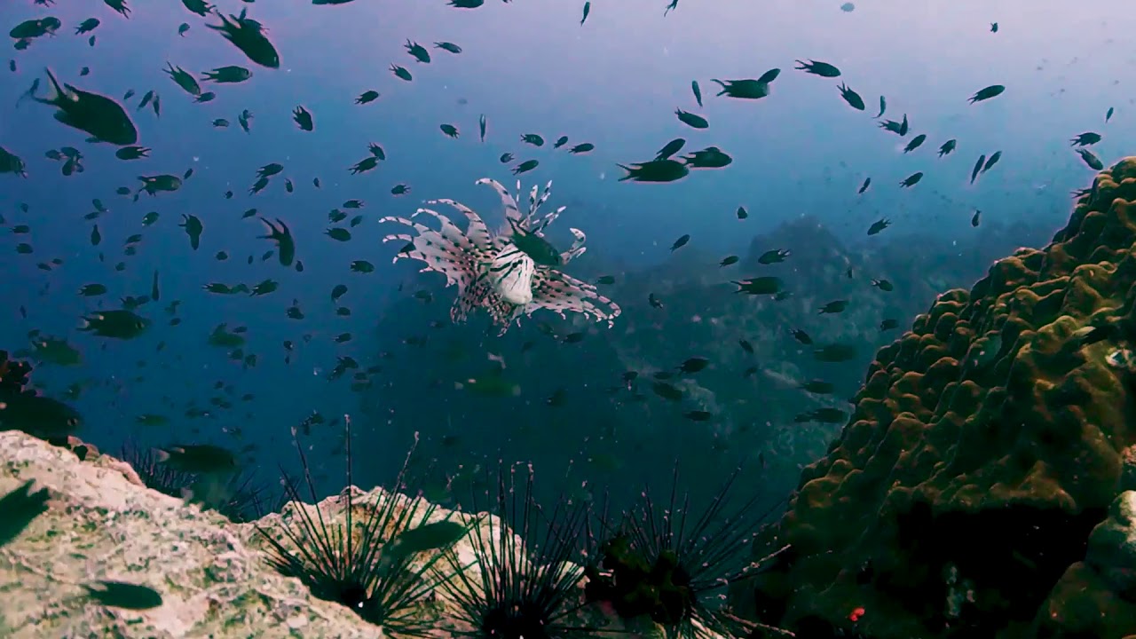 Venomous Red Lionfish: The Hidden Gem Of Koh Tao's Diving Spots | BlackTurtleDive.com