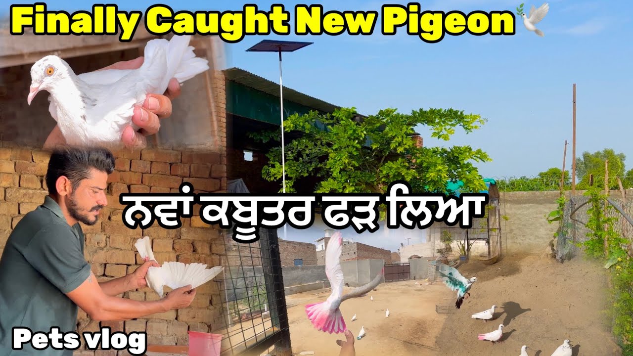 ਨਵਾਂ ਕਬੂਤਰ ਫੜ ਲਿਆ ਮਿੱਤਰੋ🕊️|| Trying To Catch New Pigeon || #pigeon #kabootar