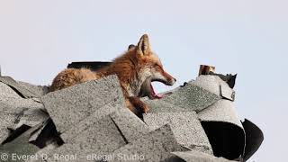 Fox chattering