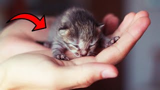 10 Smallest Cat Breeds in the World