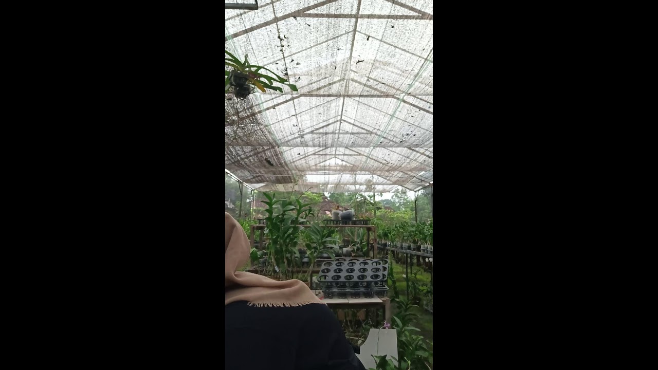 live sale anggrek murah bisa cod