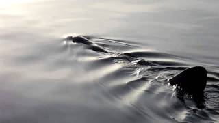 Basking Shark Maidens 1