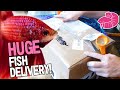 Huge betta unboxing