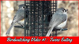 Tufted Titmouse