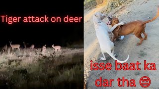 Tiger ne deer pe attack kar Diya Jim Corbett maisultan aur baghera ki ladayi ho gayi bahut