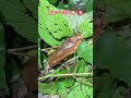 日本最大クラスの鳴き声クツワムシの鳴き声がやばい