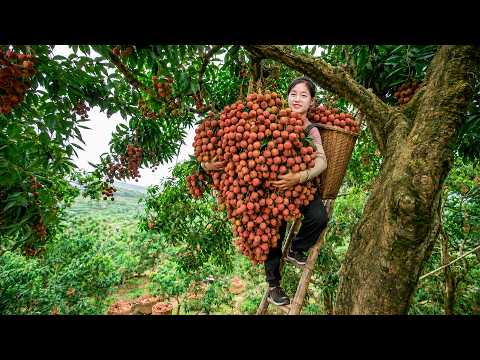 Harvesting Giant Lychees from Tall Trees & Selling Them at the Village Market | Rural Life