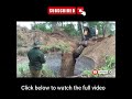 Elephant stuck in a well