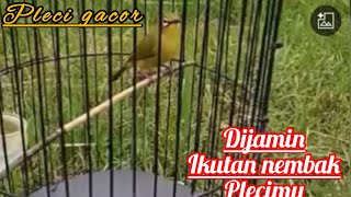 PLECI GACOR ‼️ MATERI TEMBAKAN MEWAH