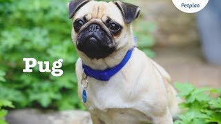 Pug Puppies & Dogs | Videos, Facts & Information | Petplan