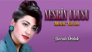 Nesrin Ulusu - Yaralı Ördek Resimi