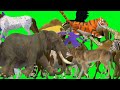 Animal stampede green screen video! Wild forest crazy green screen animal Crossover video!#cartoon
