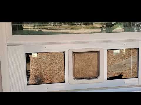 cat door for window