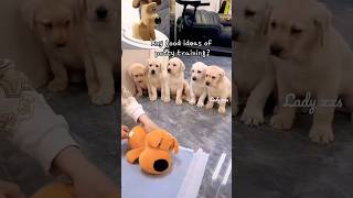 🐕🚽How To Potty Train Puppies? Is It Right? We Are Learning How To Be Good Parents🥹#Cute #Puppy