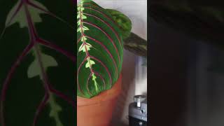 Обзор моих цветочных полок: До и После 👌 #plantcare #растениядома #уходзарастениями #shorts